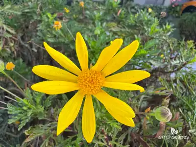 Marguerite Daisy (Argyranthemum)