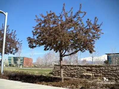 Siberian Crabapple Tree