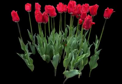 Tulip 'Fostery King'