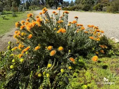 Nodding Pincushion