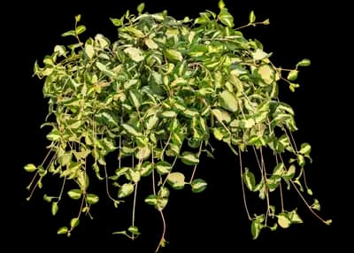 'Wojo's Jem' Vinca Vine