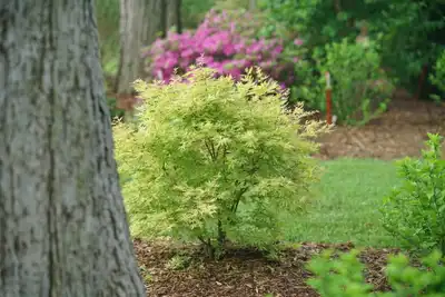 Metamorphosa Japanese Maple