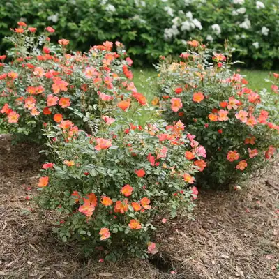 Oso Easy® Rose