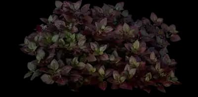 Purple Prince Alternanthera