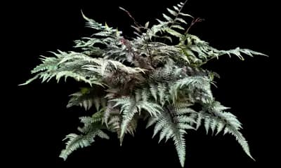 Crested Japanese Painted Fern