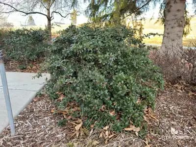 Wintergreen Barberry