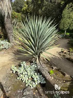 Trecul Yucca