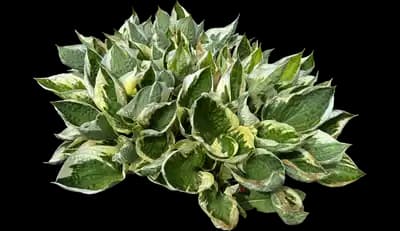 Patriot - Hosta