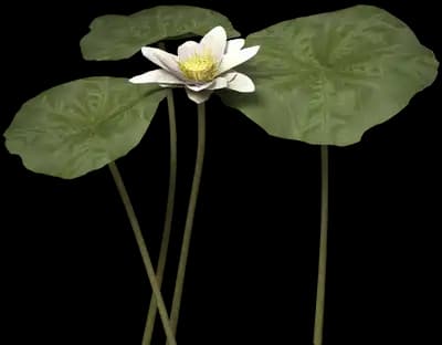 American Lotus