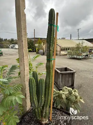 Blue Myrtle Cactus