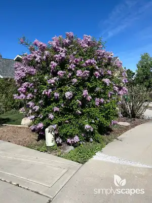 Lilac (Syringa)