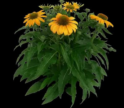 Guatemala Gold Coneflower