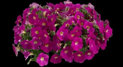 Cascadias™ Rose Petunia hybrida