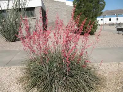MSWNPERMA Desert Dusk® Red Yucca