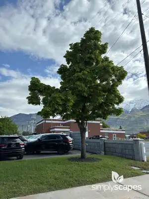 American Linden