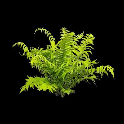 Ostrich Fern 'Pensylvanica'
