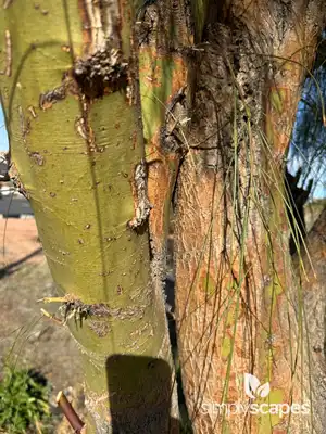 Jerusalem Thorn