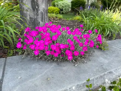 Cheddar Pink