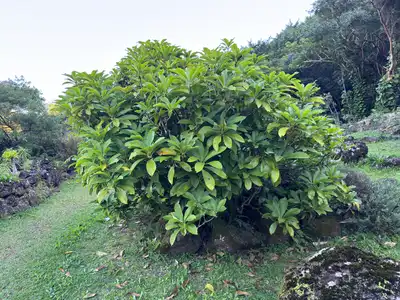 Hao
