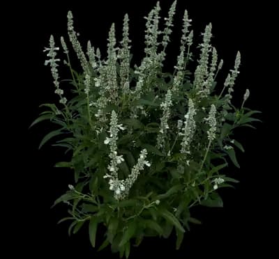Salvia - White