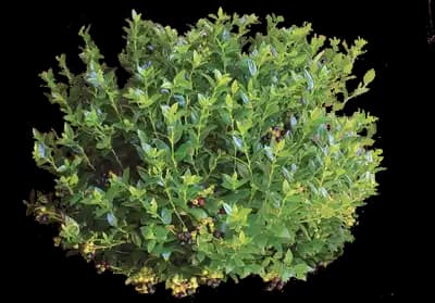 Blueberry Bush (Vaccinium)