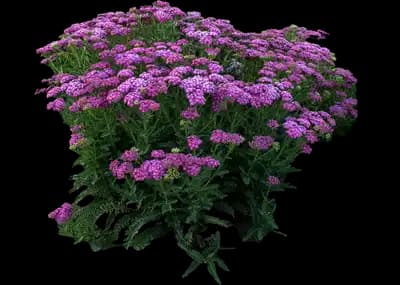 'Firefly Fuchsia' Yarrow