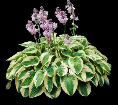 Wide Brim Hosta