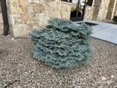 Dwarf Globe Blue Spruce