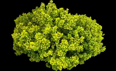 Sunjoy® Gold Beret Barberry