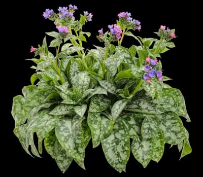Spot On™ Lungwort