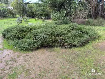 Manzanita Bush