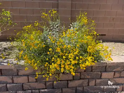 Brittlebush