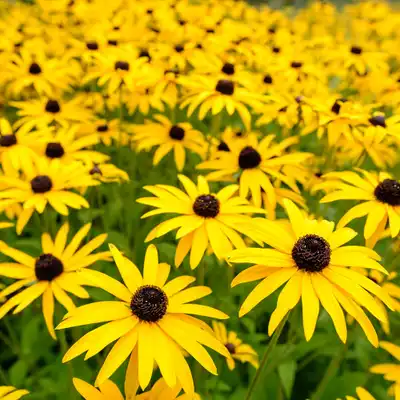 Black-Eyed Susan (Rudbeckie hirta)