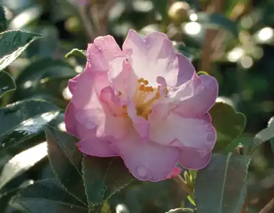 Camellia October Magic® White Shi Shi™