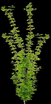 Baby Buttons Vine Maple Tree