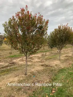 Rainbow Pillar Serviceberry Tree