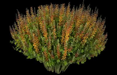 Decadence® Cherries Jubilee™ False Indigo