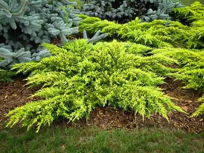 Daubs Frosted Chinese Juniper
