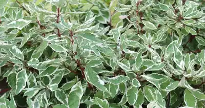 Ivory Halo® Variegated Dogwood