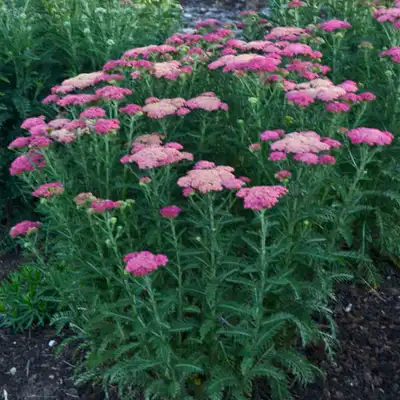 Yarrow
