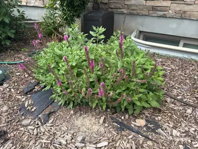 Woodland Sage