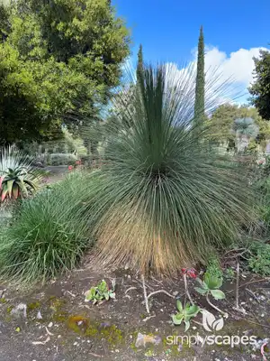 Mexican grass tree