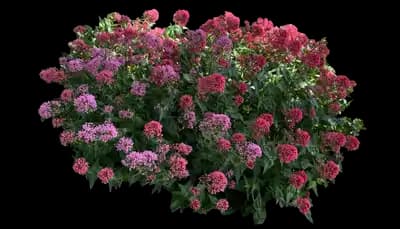 Red Valerian Jupiter's Beard