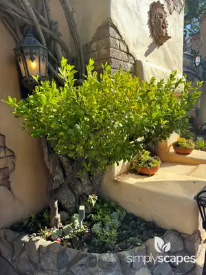 Bitter Orange Tree