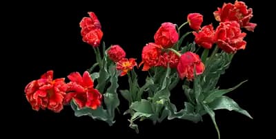 Tulip 'Icoon Double Late'