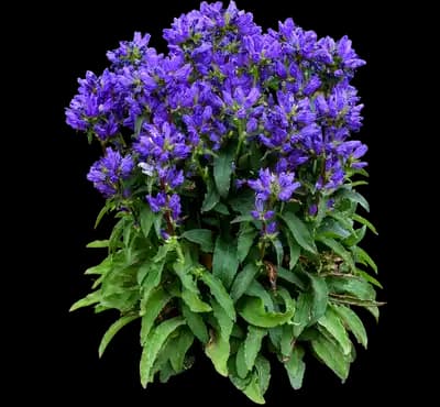 Bells and Whistles Clustered Bellflower