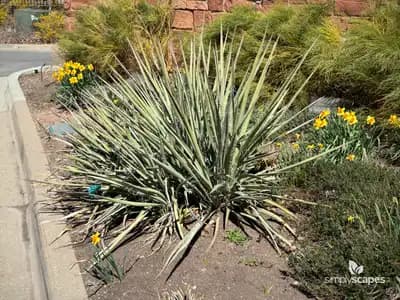 Banana Yucca