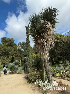 Giant Dagger Yucca