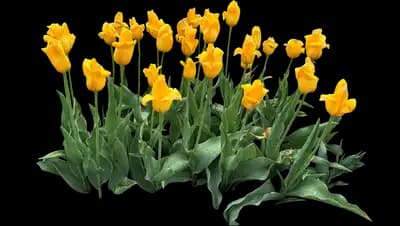 Tulip 'Muscadet Single Late'