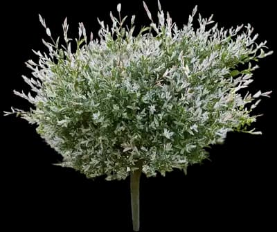 Tri Color Dappled Willow